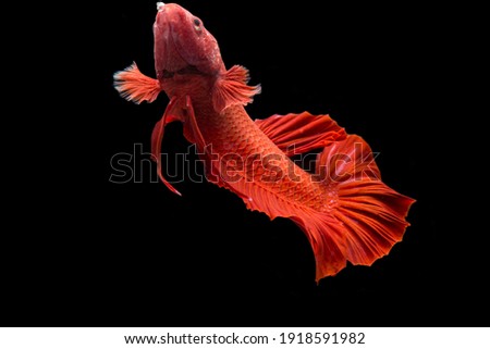 Betta fish super red Halfmoon siamnese Fighting Fish Splendens on black background

