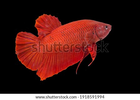 Betta fish super red Halfmoon siamnese Fighting Fish Splendens on black background

