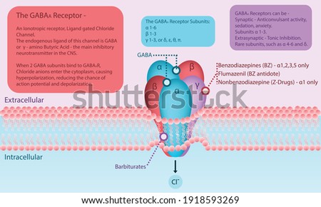 GABA A Receptor Diagram in cell membrane with explanation about binding sites, ligands and activity. Infographic pharmacology, science, health care vector illustration of neurotransmitter in the CNS. Royalty-Free Stock Photo #1918593269