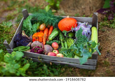 fresh organic vegetables in the box