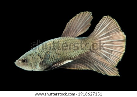 Betta fish solid cooper Halfmoon siamnese Fighting Fish Splendens isolated on black background
