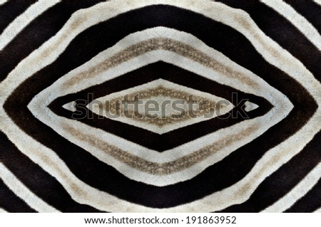 Best black and white pattern texture from zebra skin