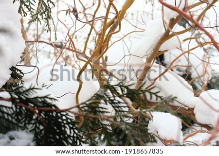 Nature photography in winter. Coniferous plants covered with snow and frost.