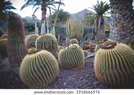 Daylight summer scene shot on Canary Islands in 2016, showing the huge cactus diversity in different forms, sizes and lengths.