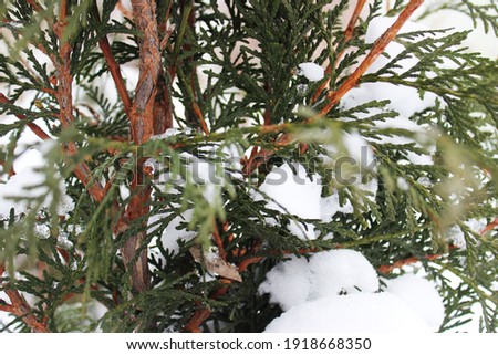 Photo of tree branches in the winter forest. Coniferous branches covered with snow and frost, midwinter 2021.