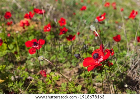 Red anemones flowers close up on a blurred grassy background. Israel