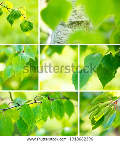 Green leaves of birch tree in spring, lush springtime collage