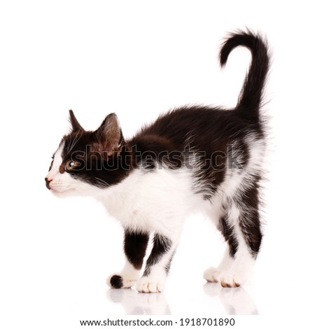 Funny black and white kitten with a twisted tail stands sideways and wants to attack the toy. Cat is watching the target closely. Isolated on a white background. Concept of pets and cats.