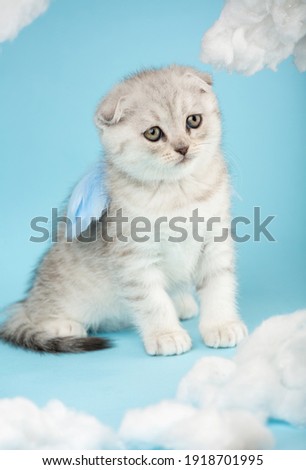 Beautiful striped purebred Scottish cat sits in the form of an angel or cupid on a celestial background. Kitten poses between the clouds with blue feathery wings on its back.