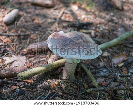 Close up small edible mushroom blusher, Amanita rubescens growing on forest ground. Selective focus