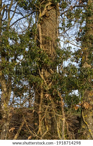 
tree trunk with many small branches, background blue sky