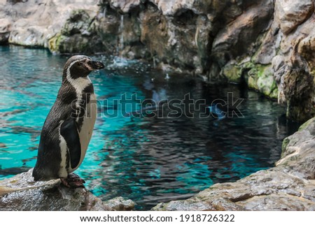 penguin on rock, beautiful photo digital picture