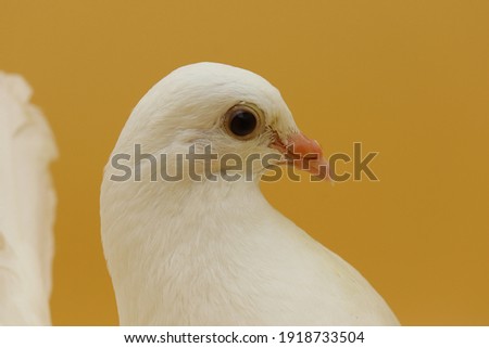 English Fantail pigeon, beautiful white pigeon isolated on orange background