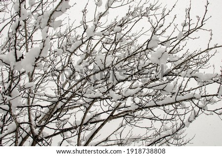 Tree branches covered full of snow in Athens, the Greek capital city. A very rare weather phenomenon.