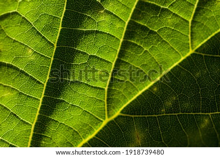 Green leaf close up. Macro photo of leaf. Bright green, veins and shadows. Warm light. 