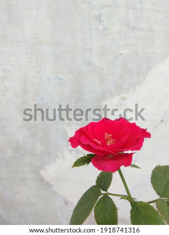 the single red rose with the white wall
