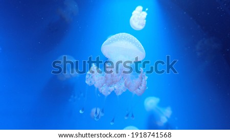 Fluorescent barrel jellyfish swimming in an aquarium pool. A glowing jellyfish moving in the water