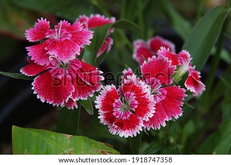 A beautiful of Dianthus or Butterfly flower on Thai call in the garden on the morning for selective focus and blurred background.Grows well in northern Thailand.Have native mainly to Europe and Asia.