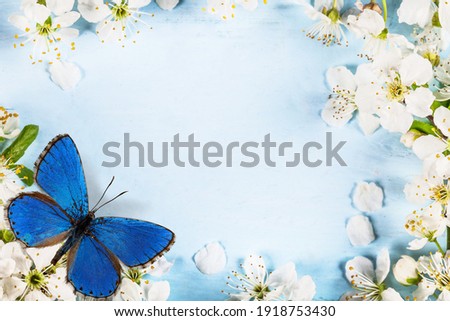 Beautiful spring background with colored butterfly in flight and flowers on nature.
