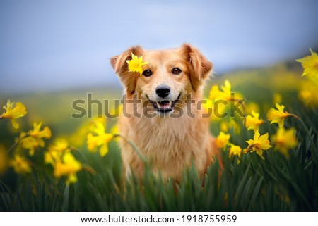 Smilling dog is sitting between yellow flowers with a flower on his head. Dog in springtime.