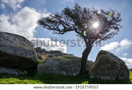 Sun behind a tree on Dartmoor