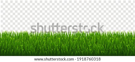 Green Grass Isolated Transparent Background, Vector Illustration