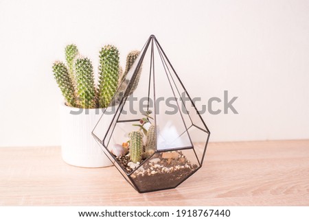 Palm  in a white pot stands on a wooden table.  Succulent and cactus white background. The concept of minimalism. Hipster scandinavian style room interior. Empty white wall and copy space.