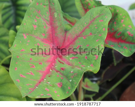 The Keladi (Caladium bicolor). The leaves are large, heart-shaped, supported by pelepah. The color of the leaves is diverse, some are green with a middle color of red, pink, white and so on.