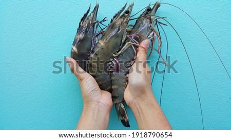 Top view of hand holding big tiger prawns isolated on blue background.