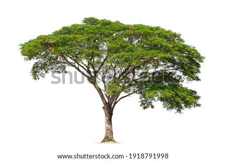big tree isolate on white background Royalty-Free Stock Photo #1918791998
