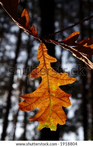 Colorful autumn oak-tree leaves