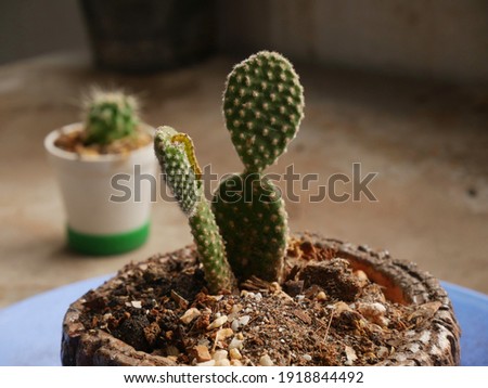 Selective focus, Worm (Slug) on the small cactus. Problem of insect in garden or farming. 