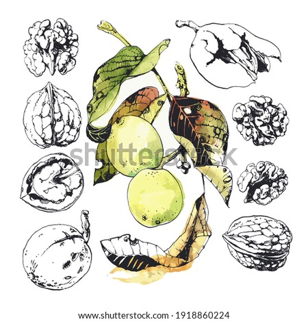 Ink drawn illustration of walnuts in growth, in its green husk and peeled kernels