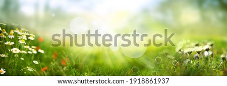 Daisy on green sunny spring meadow. Luminous blurred background with light bokeh and short depth of field. Horizontal close-up with space for text. Royalty-Free Stock Photo #1918861937