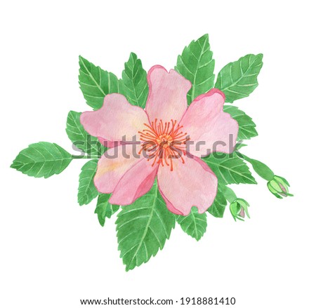 Watercolor illustration, pink rose flowers, rosehip arrangement clip art, isolated bouquet on white background