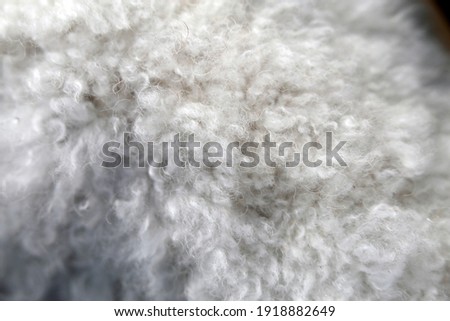White miniature poodle in a closeup. Soft, fluffy, curly fur of the friendly little pet dog. Lovely texture. Closeup of the poodle fur, hairy, cute surface ready to be pet! Adorable animal.
