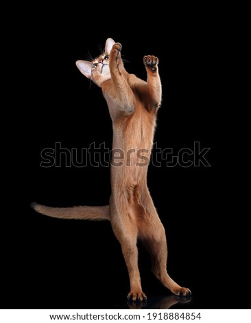 Beautiful Abyssinian cat on a black background Royalty-Free Stock Photo #1918884854