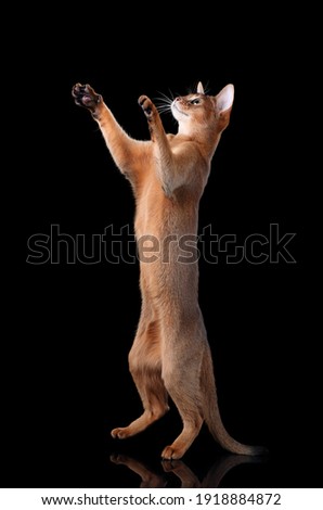 Beautiful Abyssinian cat on a black background Royalty-Free Stock Photo #1918884872