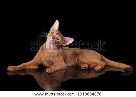Beautiful Abyssinian cat on a black background Royalty-Free Stock Photo #1918884878