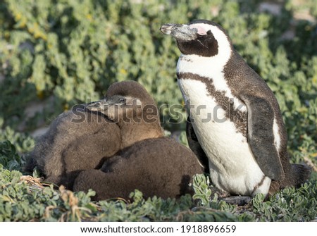African Penguin in South Africa