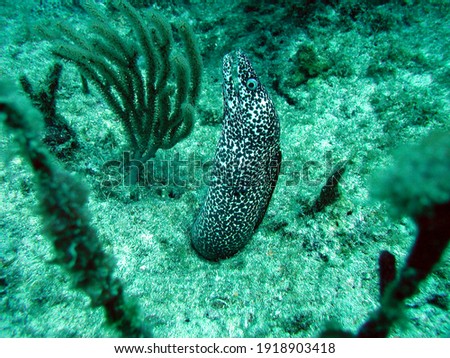 Spotted moray (Gymnothorax moringa), Underwater photography , Caribbean Reef and Shallow Water Fish