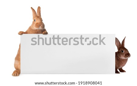 Cute funny bunnies peeking out of blank banner, space for text. Easter symbol