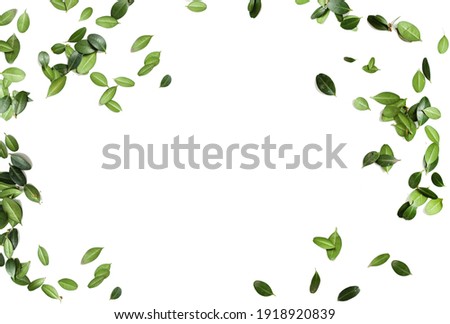 
frame from green leaves isolated on white background. copy space