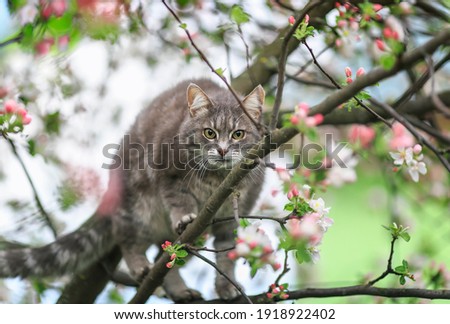 beautiful cat sitting on an apple tree with flowers in may sunny garden