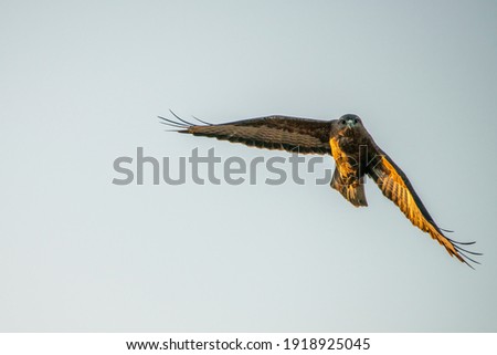 close up photo of a common buzzard in flight