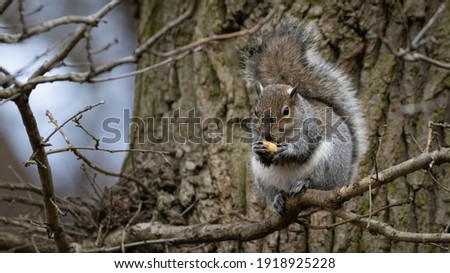 Gray Grey Squirrel (Sciurus carolinensis) sitting on a tree eating a nut
