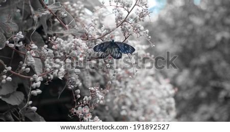 The butterfly in the garden