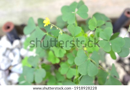 fresh shamrock green leaves with yellow flower
