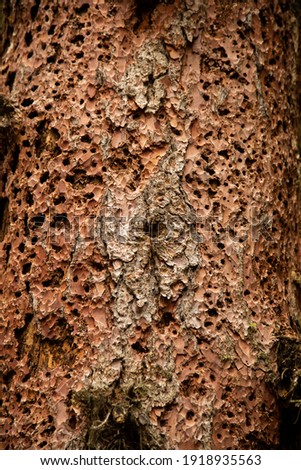 Structure of brown tree bark