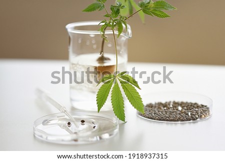 Medical laboratory with rooted cannabis plant cuttings and CBD seeds, selective focus